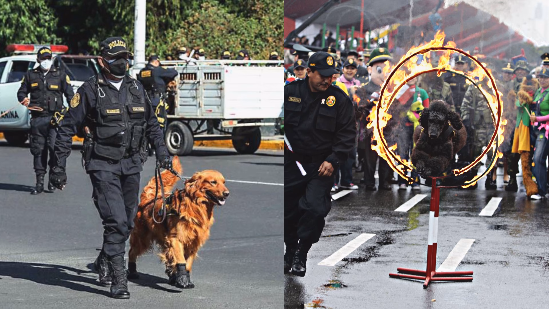 ¿Qué factores determinan la distribución de los caninos en la policía?