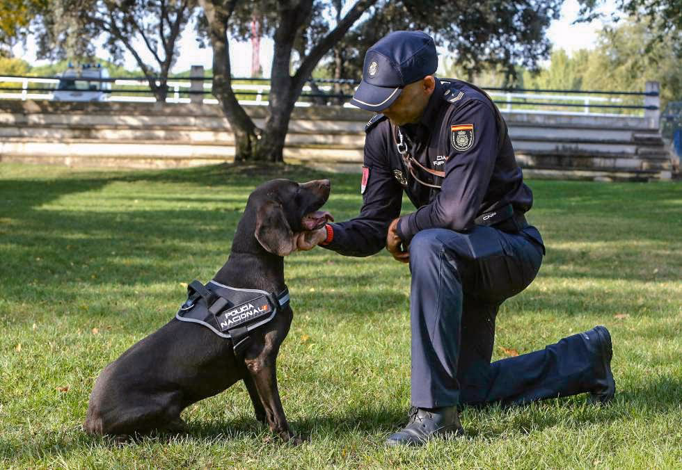 ¿Cómo proporcionamos una buena jubilación a los perros?
