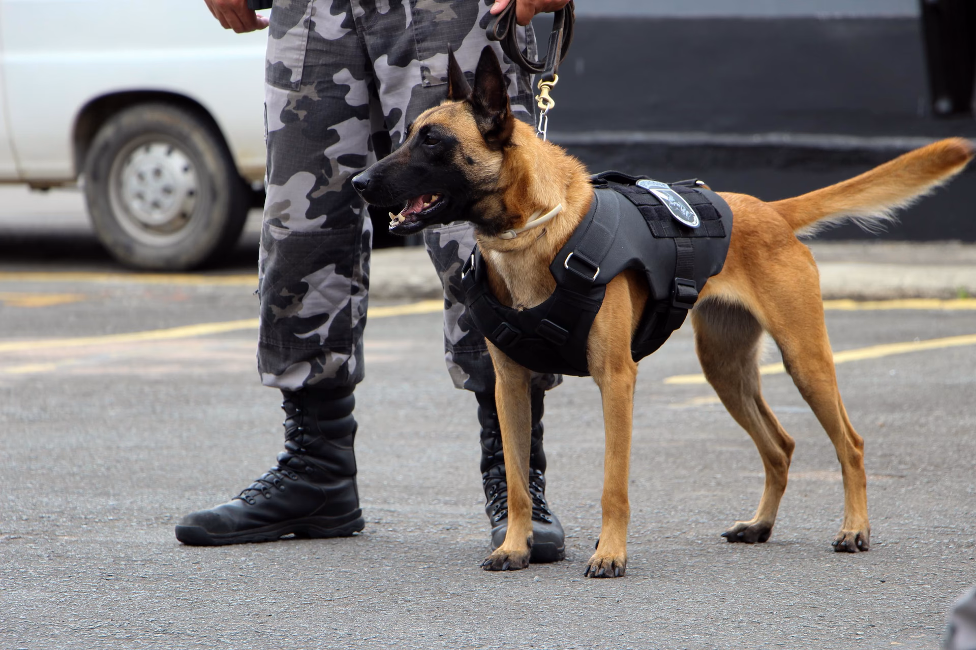 Quantos cães tem a Polícia Militar?