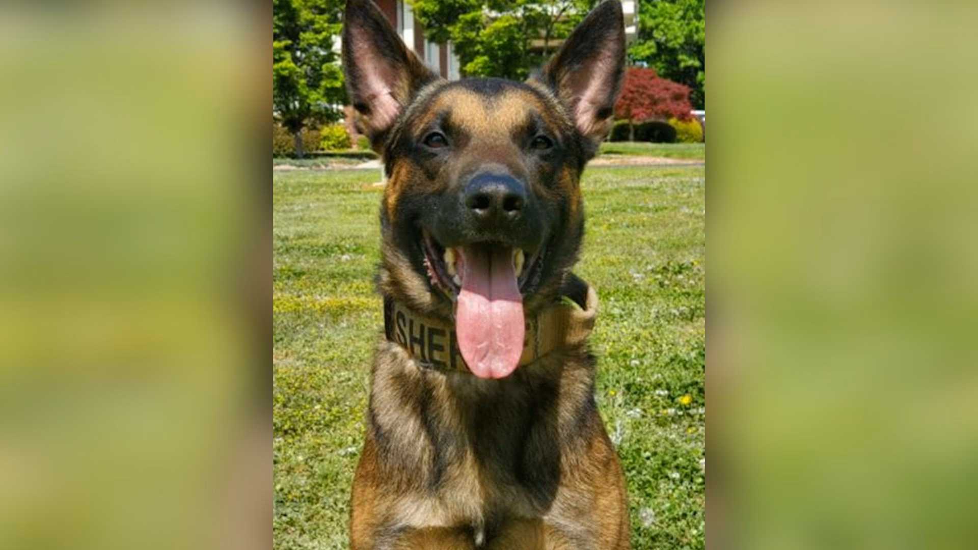 ¿Quién era el dueño de un perro policía?