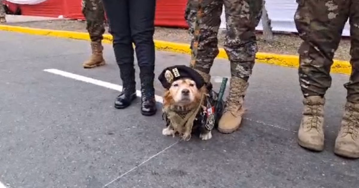 ¿Qué le pasó a un perro mascota de la policía?