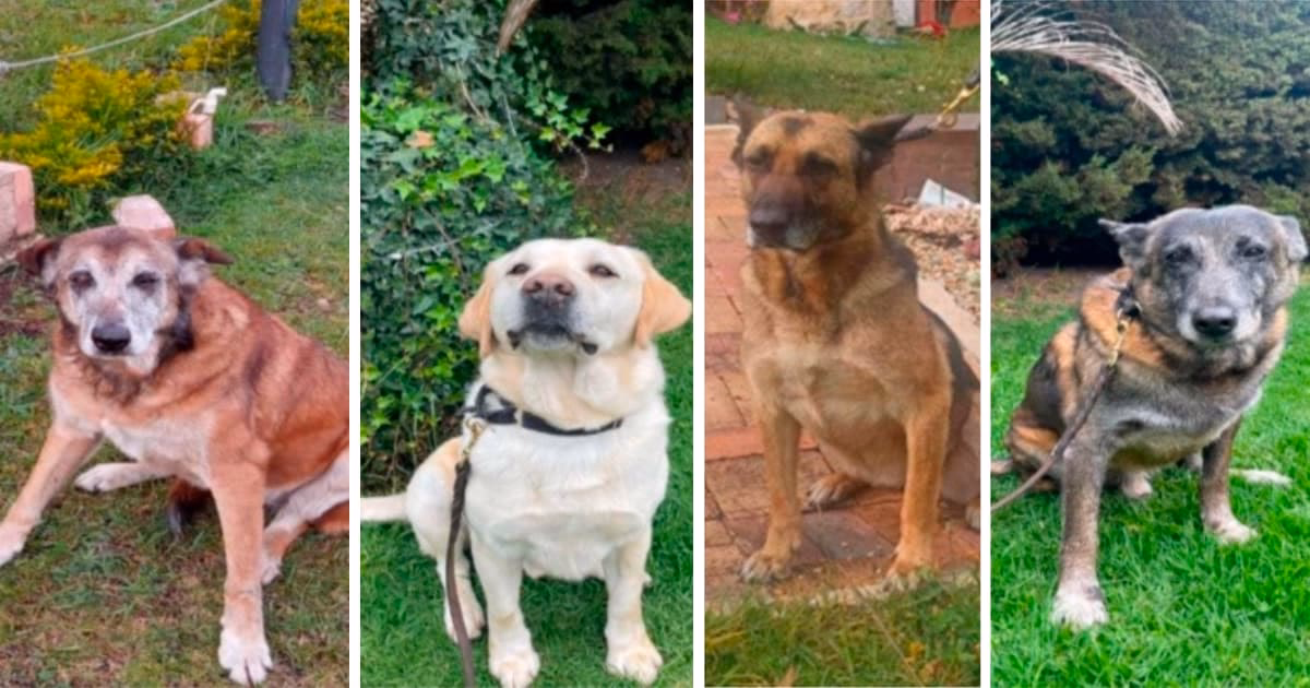 ¿Cómo adoptar un perro policía?