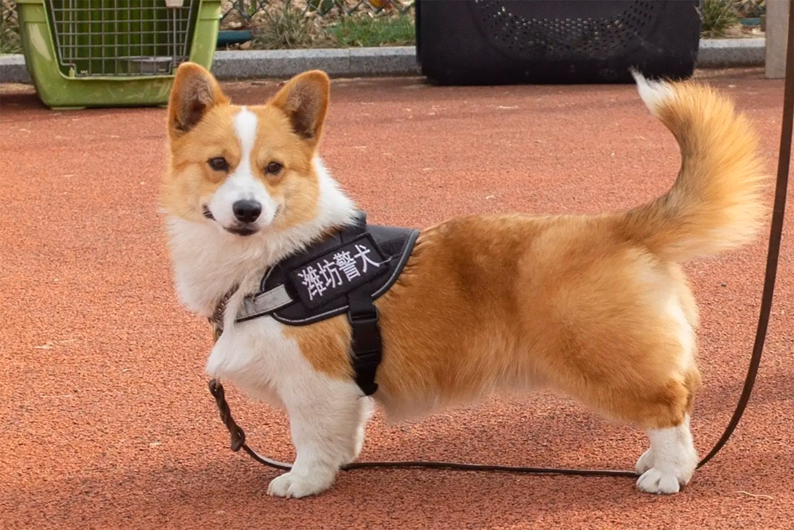 ¿Por qué Fu Zai descartó un Corgi como perro policía?