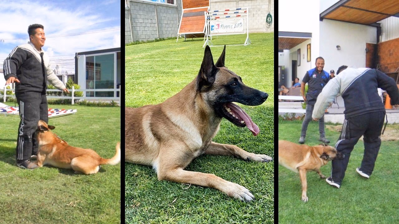 ¿Dónde puedo pedir adiós a Mis mascotas?