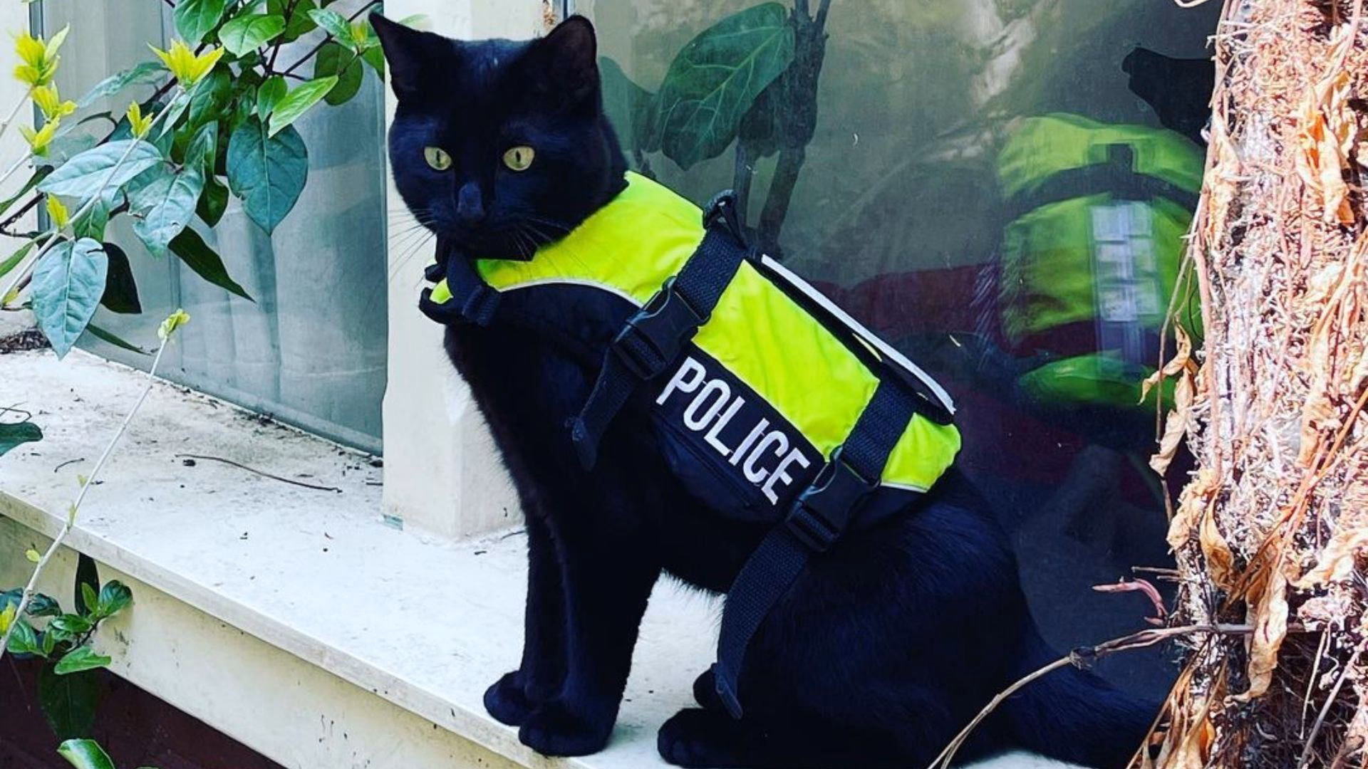¿Dónde se encuentra el gato de la comisaría de policía?