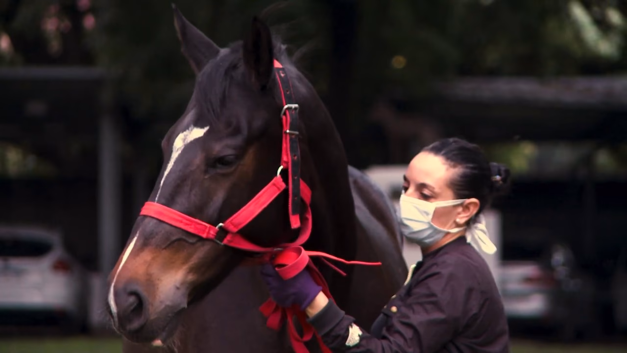 ¿Dónde se practica la equinoterapia en Argentina?
