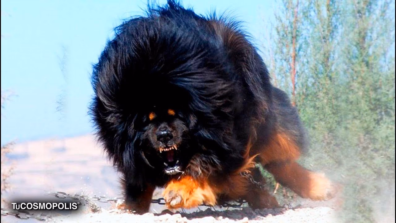 ¿Qué le pasó a un oficial de policía que le apuntaba al perro de una familia?