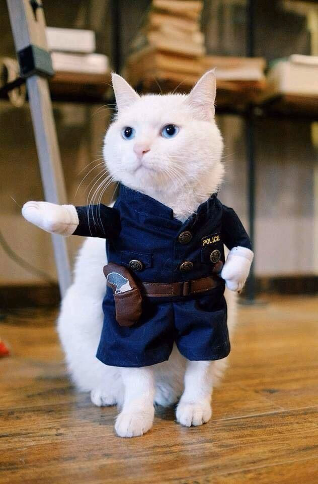 ¿Cómo consigo un disfraz de gato?