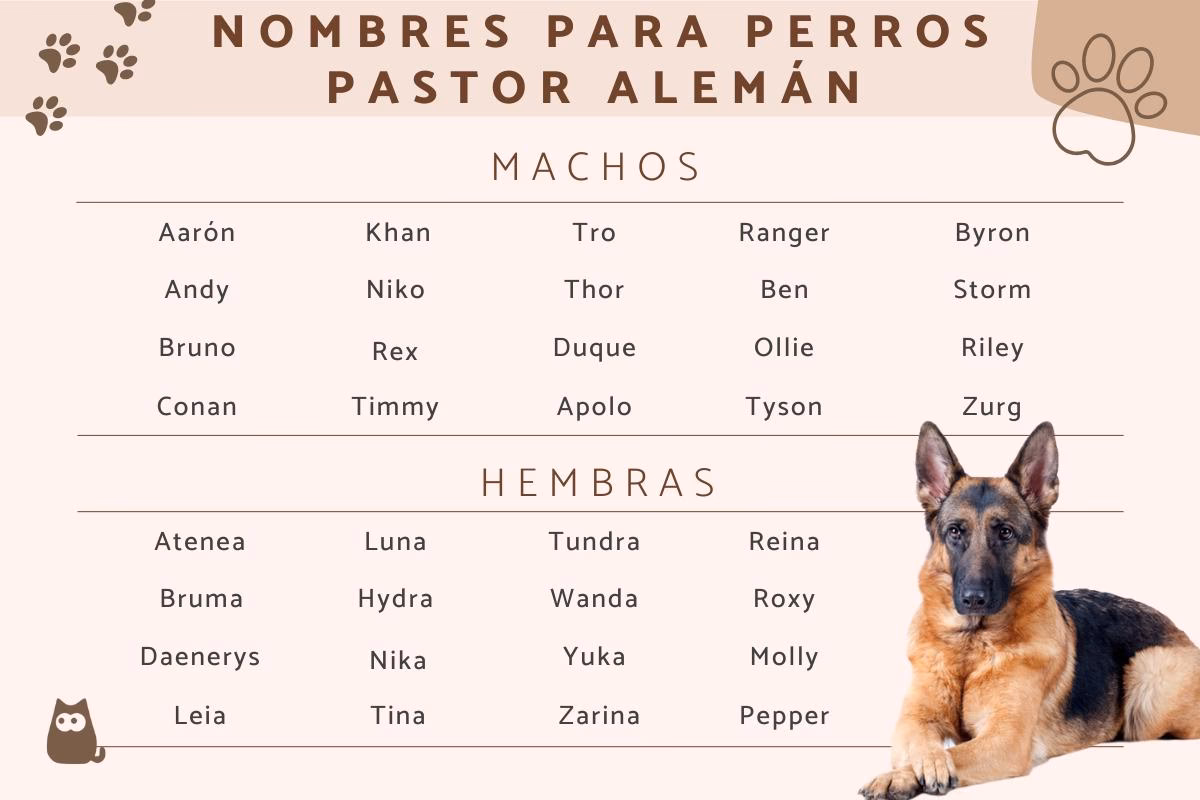 ¿Cuánto tiempo trabaja un perro policía?