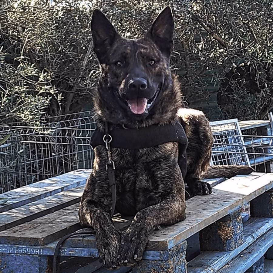 ¿Por qué el pastor holandés empezó a ser corredor de frente?