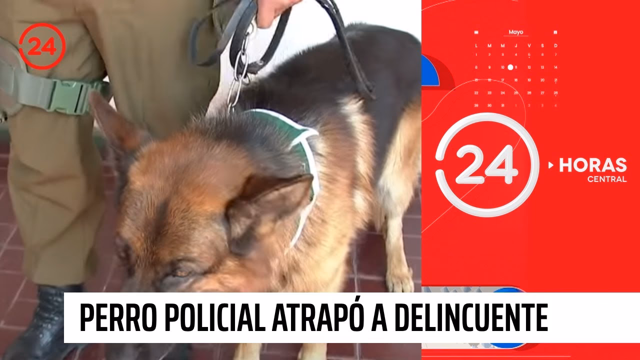 ¿Quién es la madre de los últimos Cachorros del perro policía?