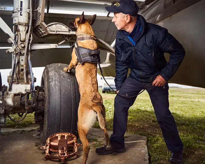 ¿Qué hace el perro San Bernardo policía?