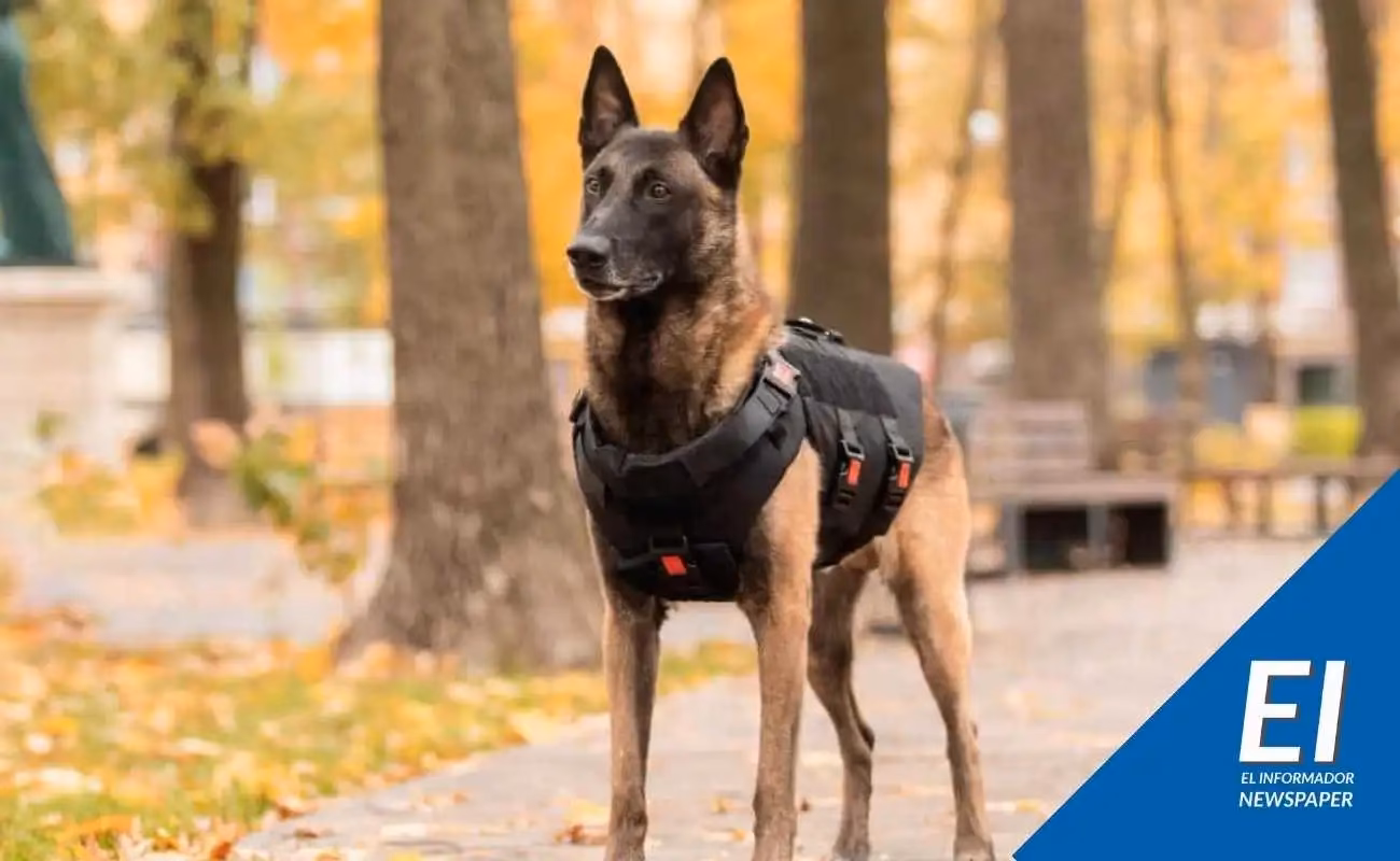 ¿Cuáles son las ventajas de los perros policía?