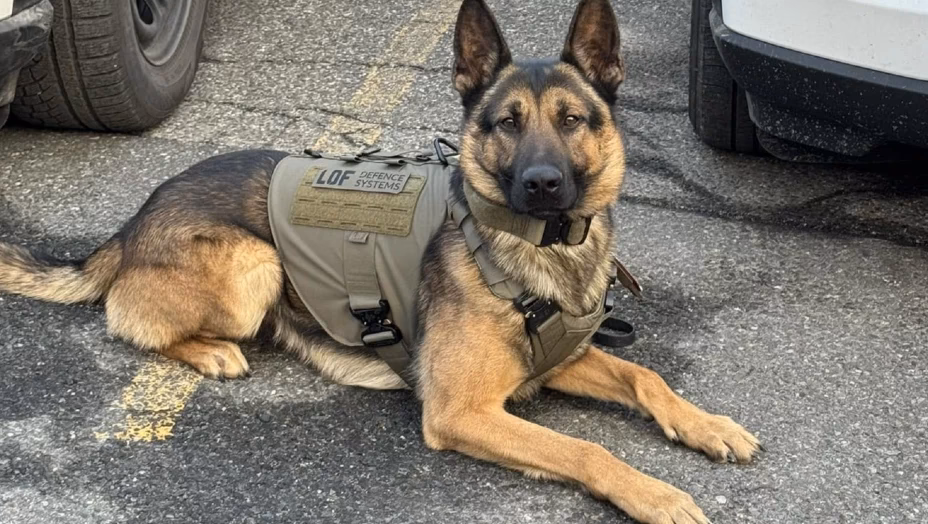 ¿Qué pasó con el perro de la policía?